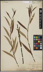 Foto von Salix acutifolia Willd.